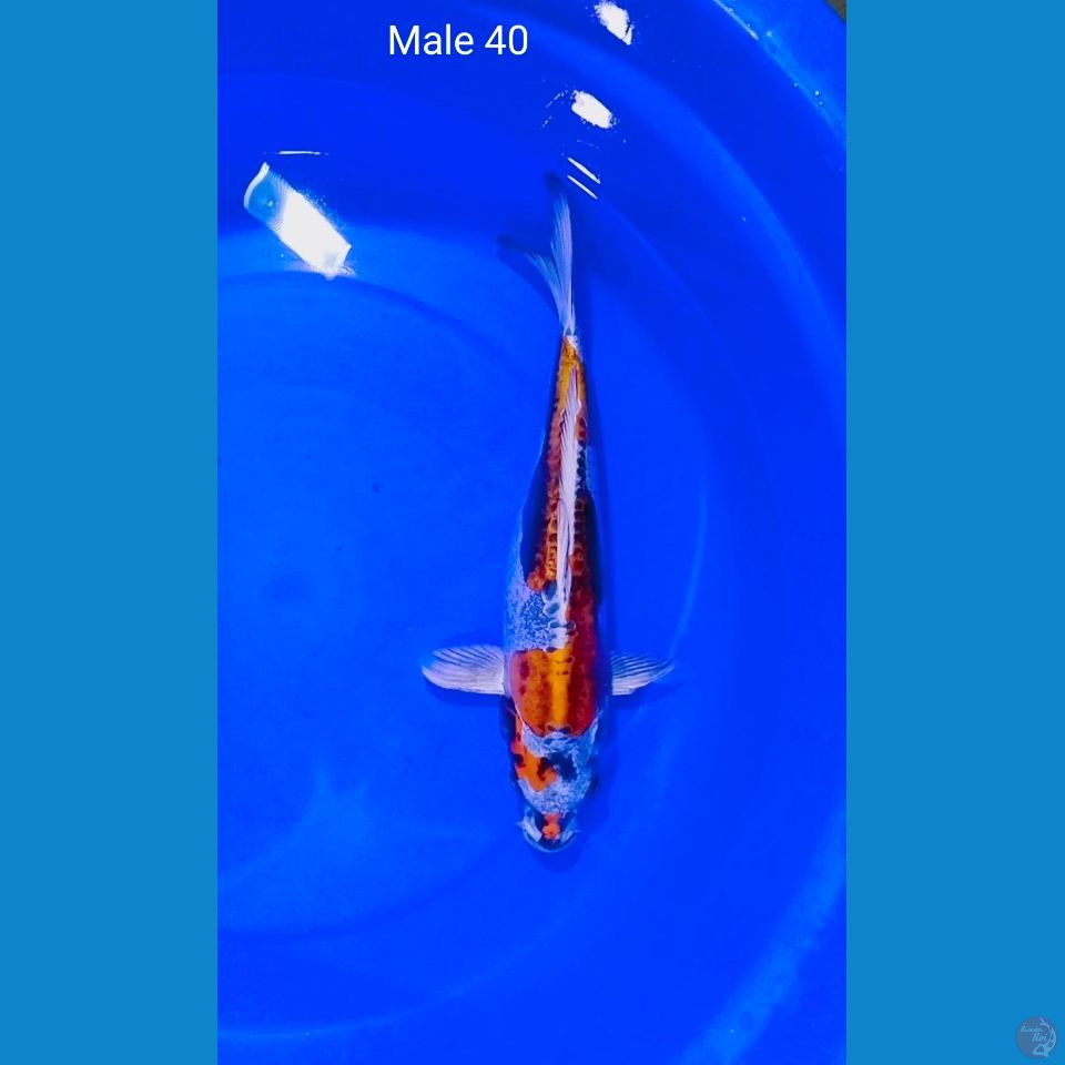 benikiko male 40cm