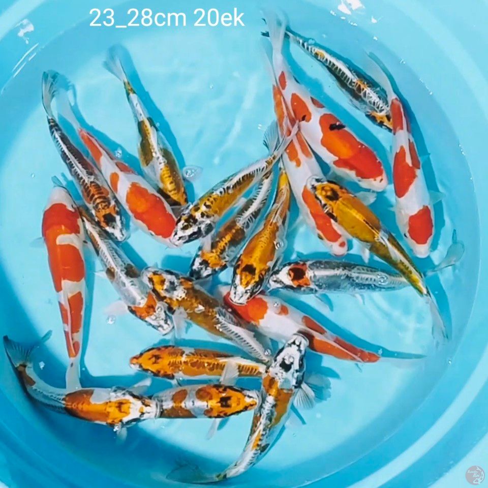 23_28cm 20ek
