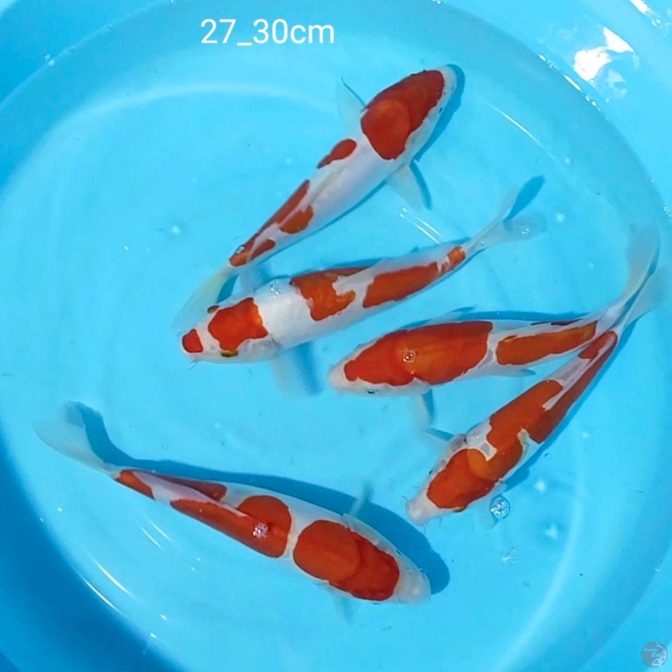 pure kohaku 27_30cm
