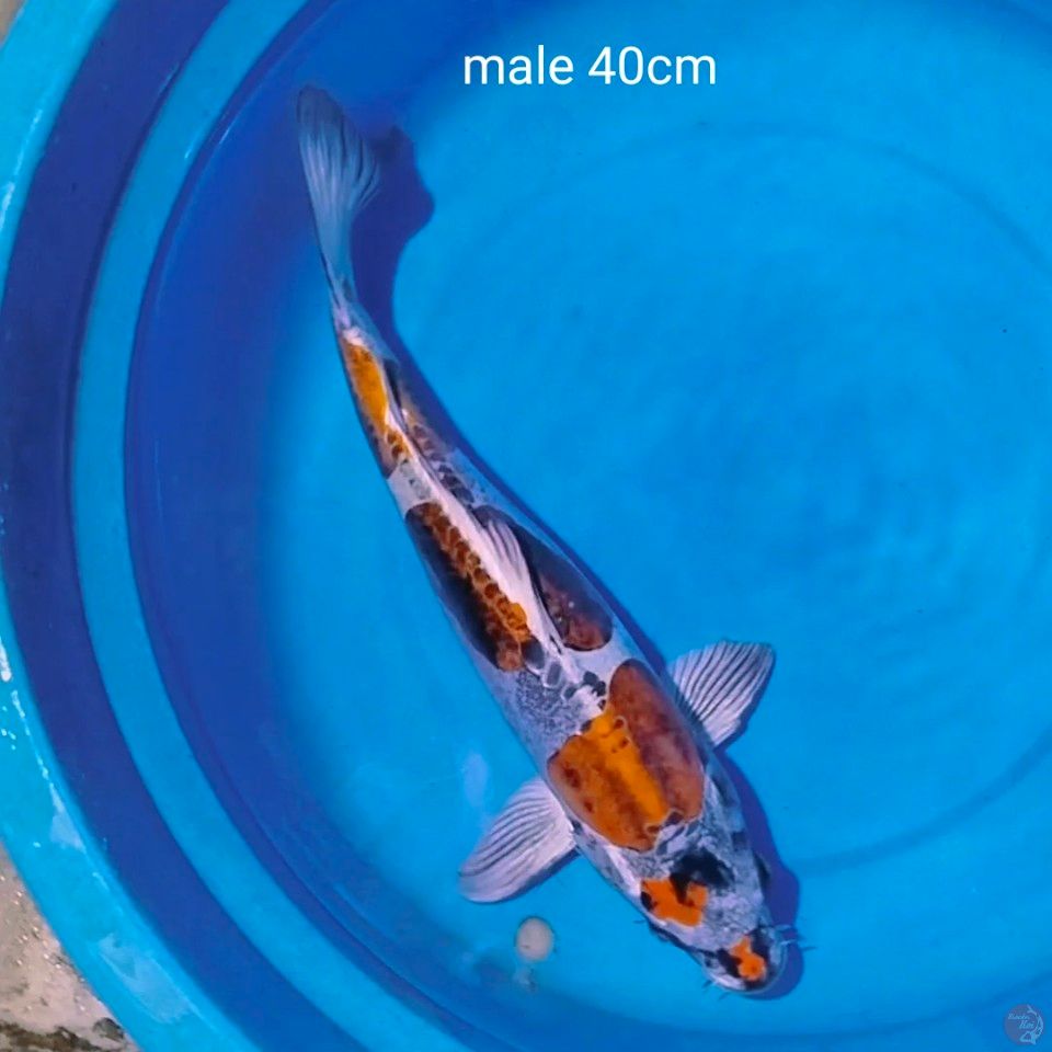 benikiko male 40cm