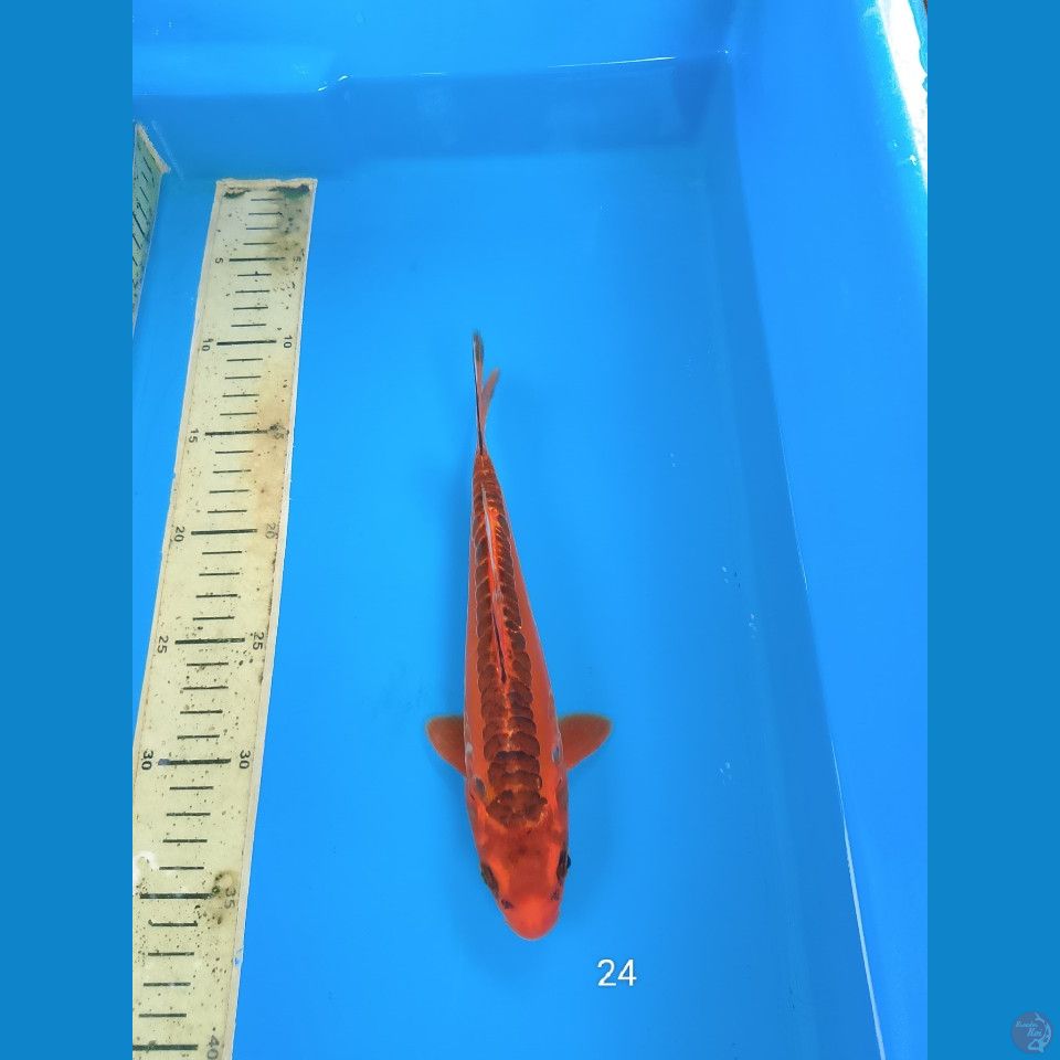 mizuo 24cm