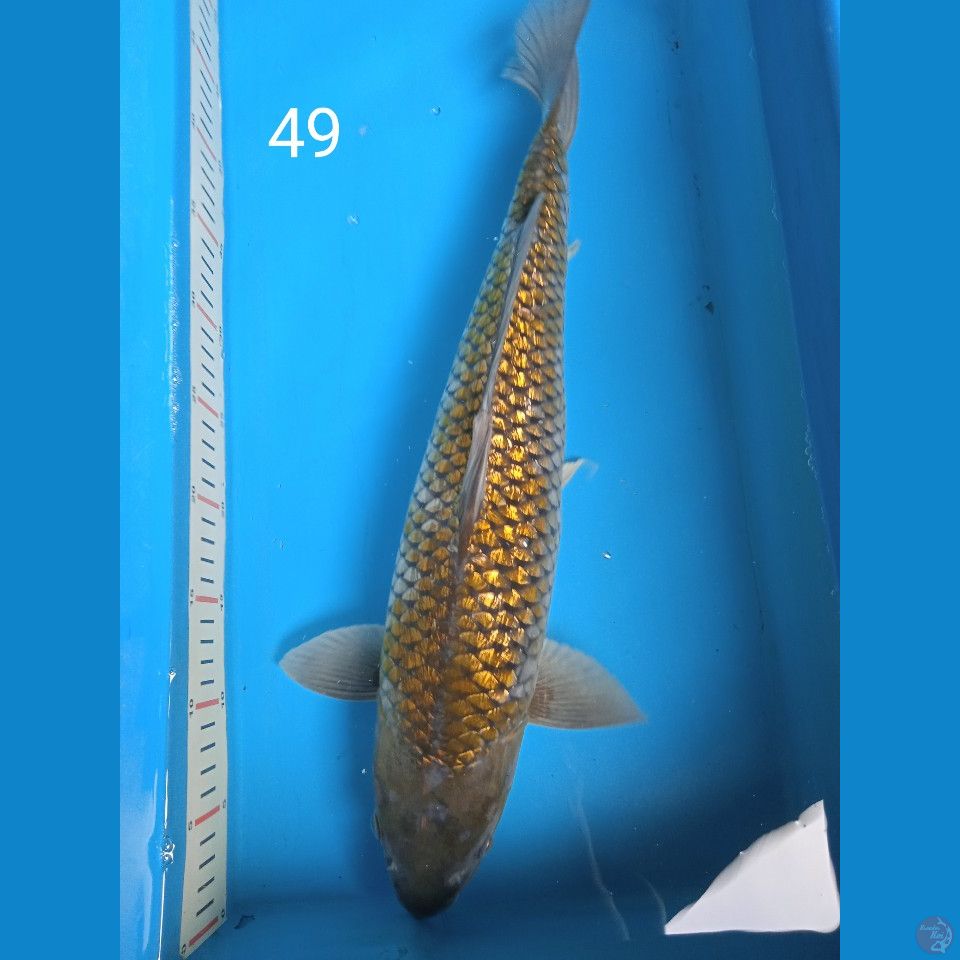 ginrin 49cm