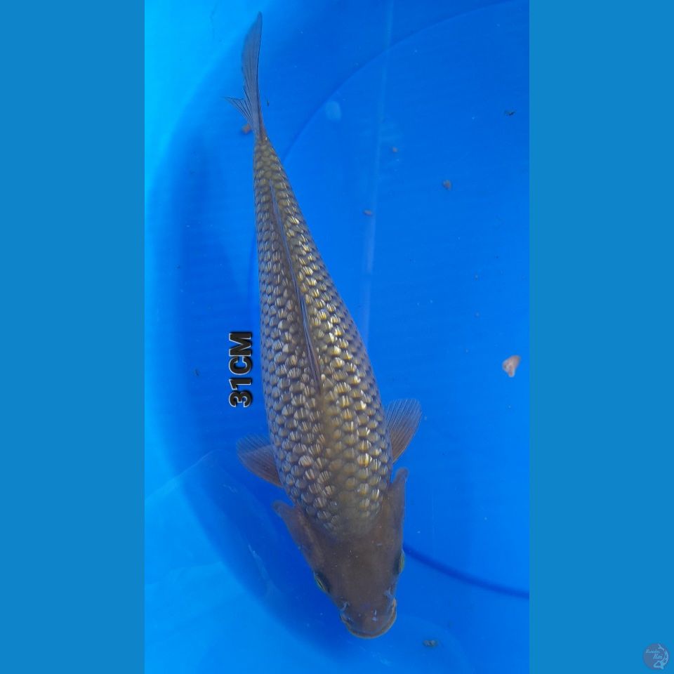 31CM CHAGOI GINDRIN