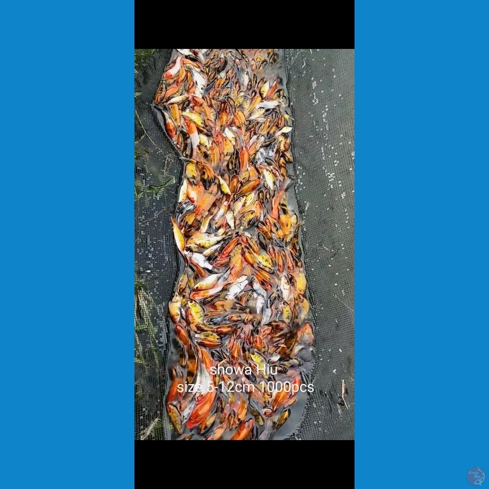 Bibit Showa Hiutsuri size 5-12cm 1000ekor