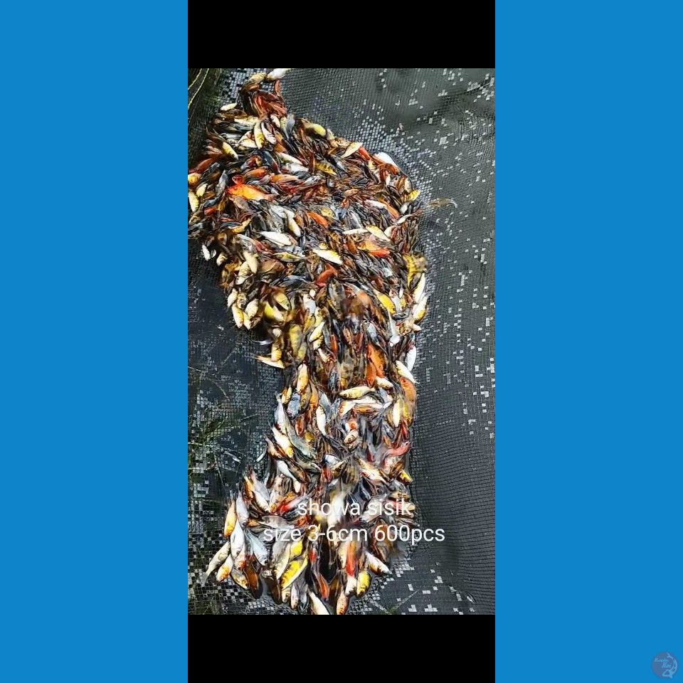 Bibit Showa mix 3-6cm 600ekor