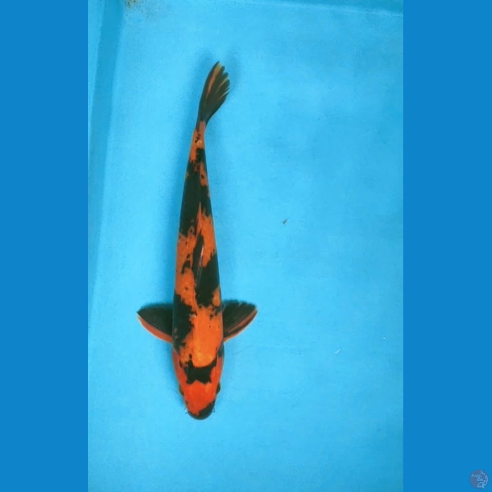 utsuri strong 32cm male