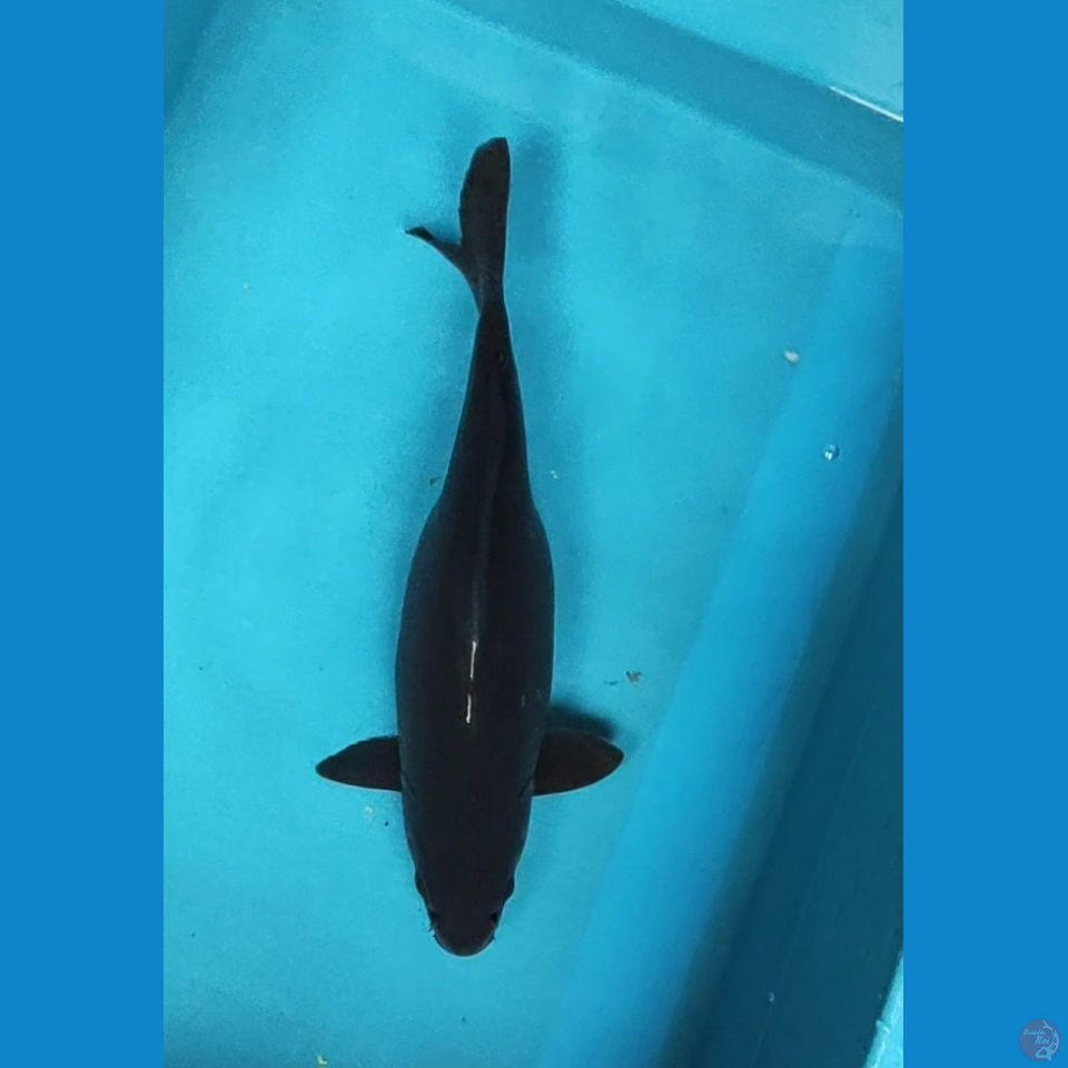 karashu 34cm fm