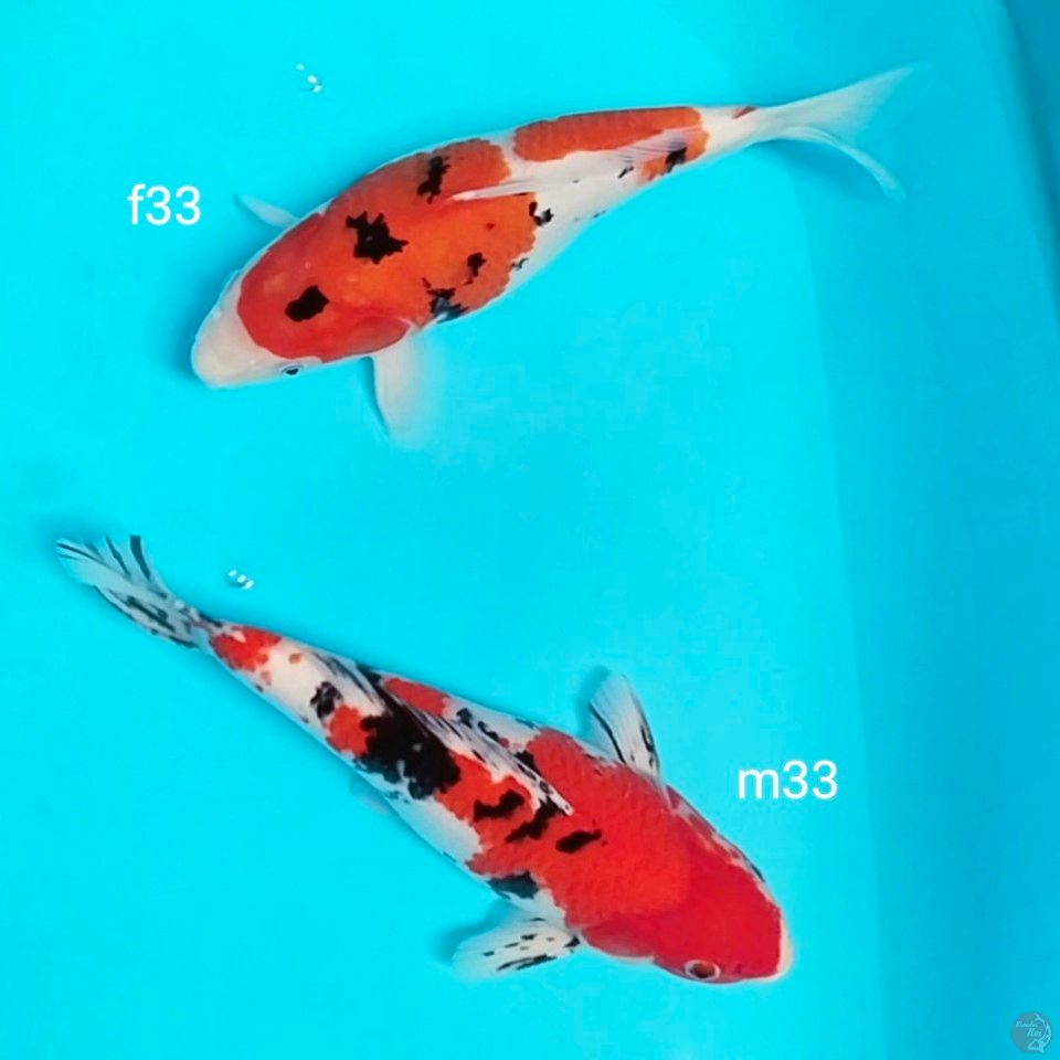 SB satu pasng 33cm bl akf