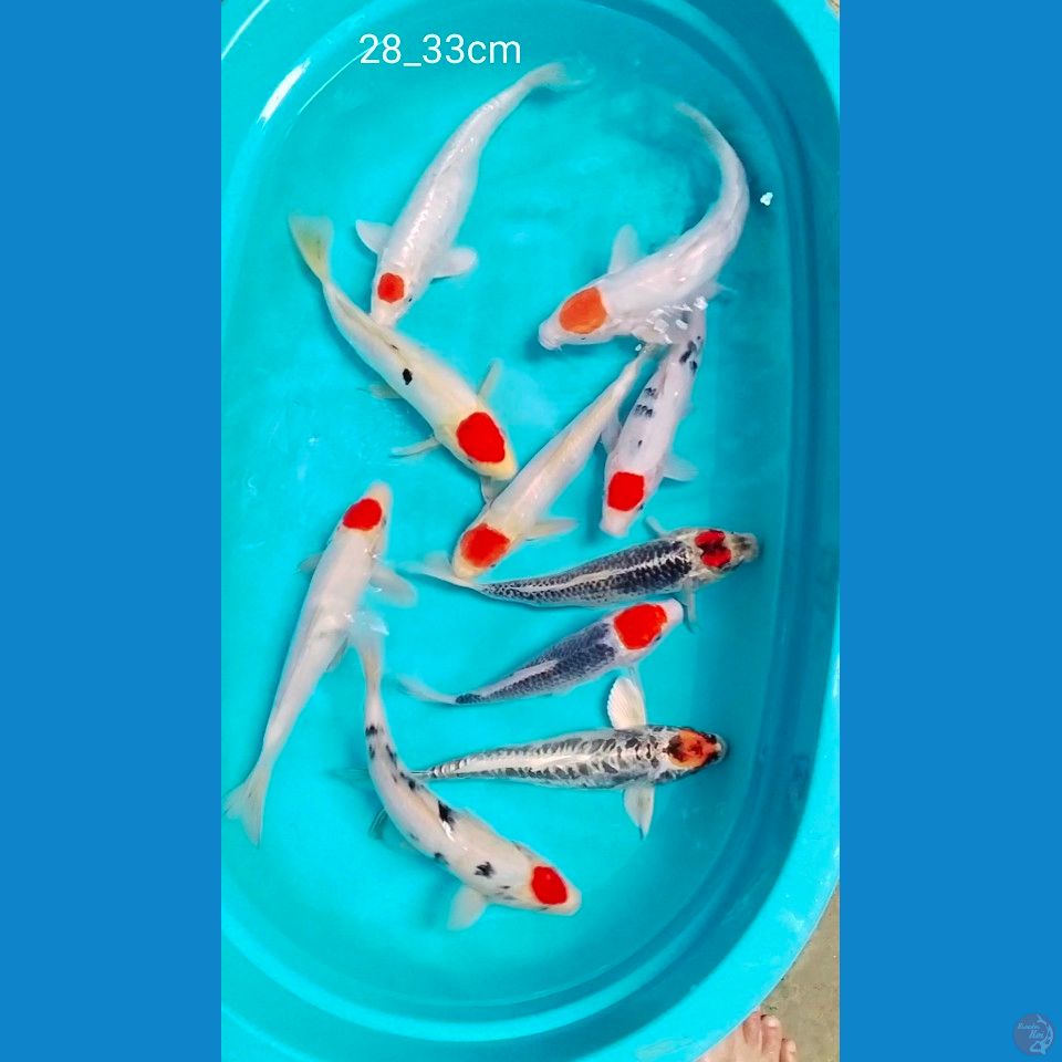 orijinal tc 28_33cm