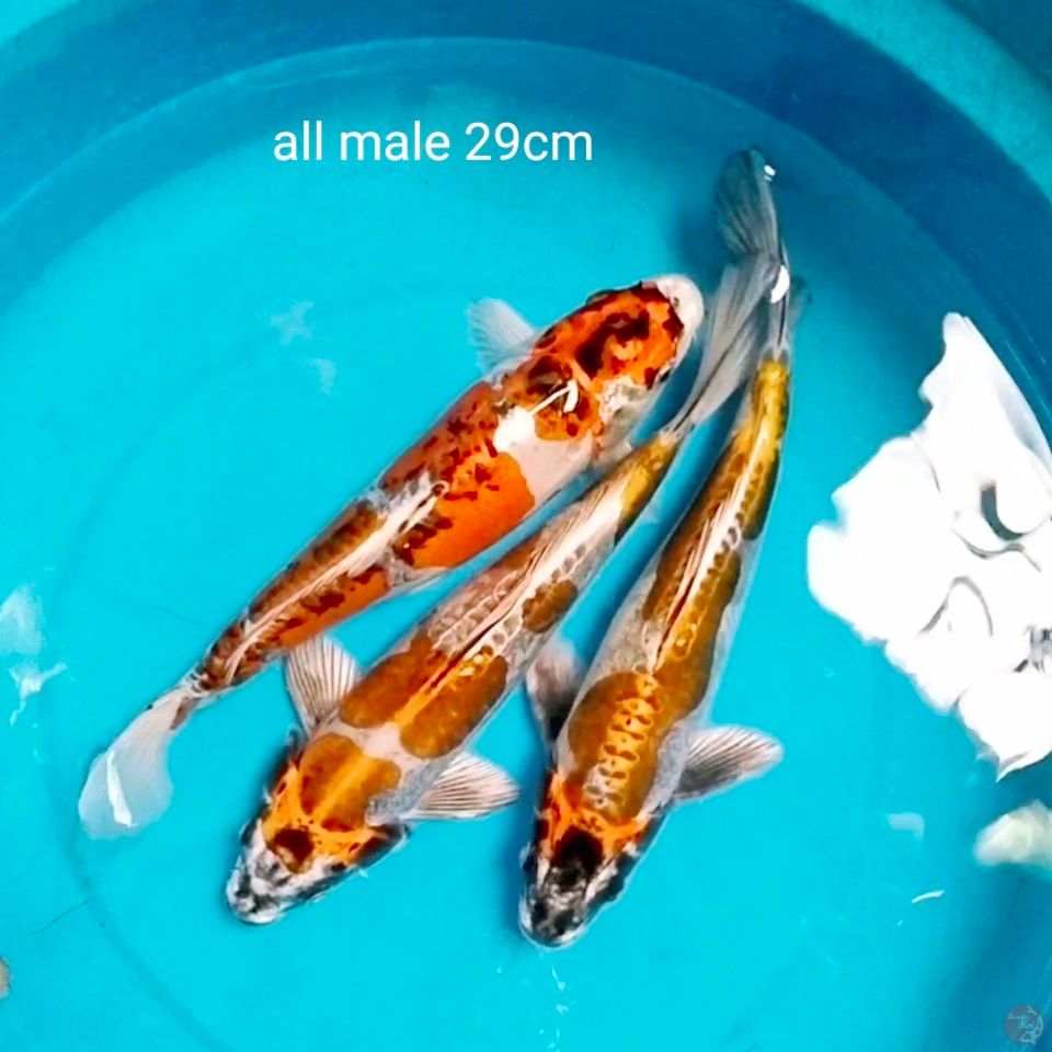 sq all male 29cm