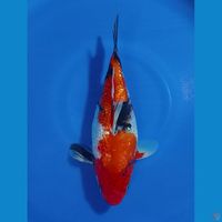 SHOTT BODY 28 CM 