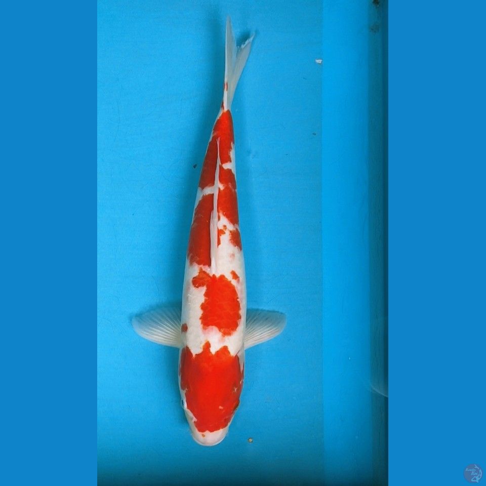 kohaku 43cm fm