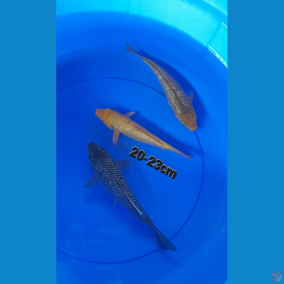 20-23CM