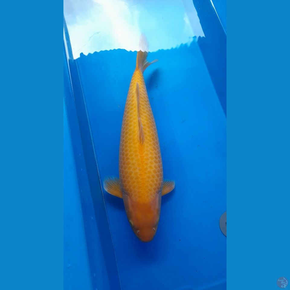 F55CM RED KARASI BL KKF