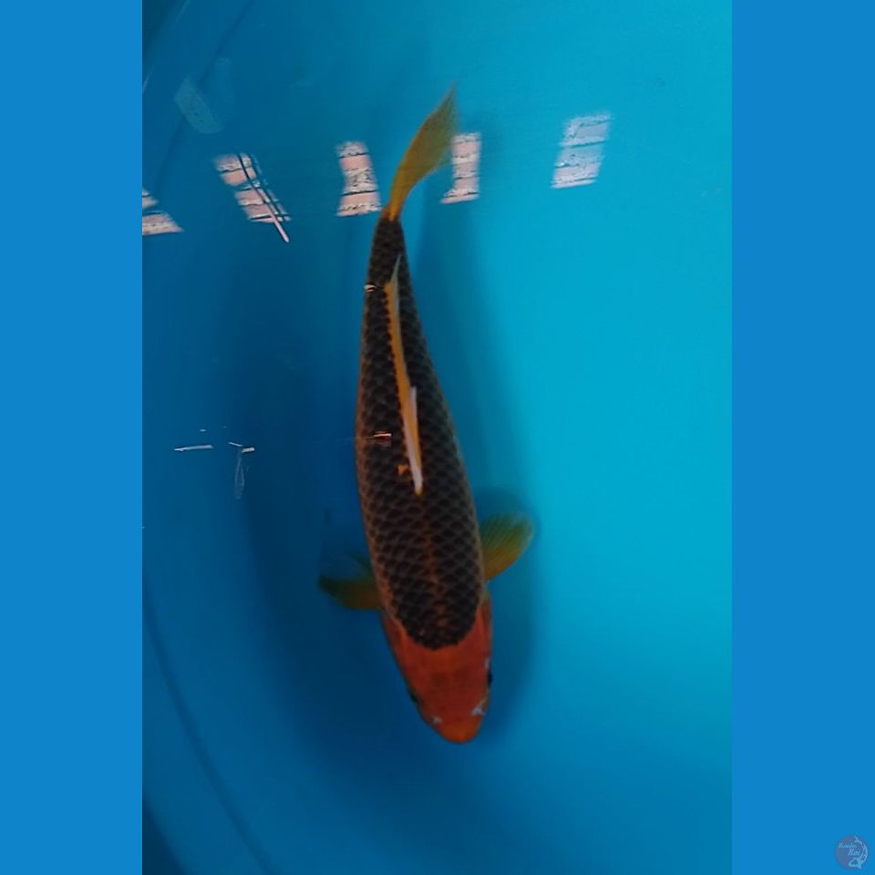 pameran koi