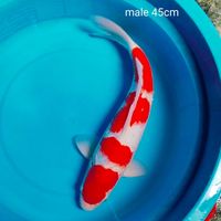 male 45cm