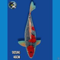 Goshiki