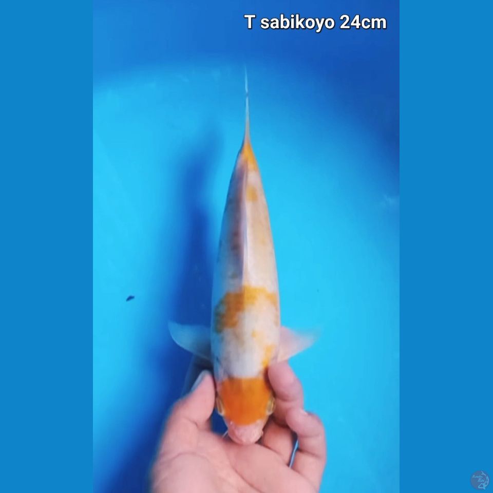 Tancho koyo 25cm munuk