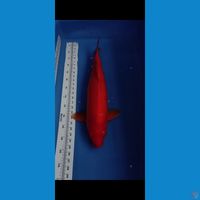 benigoi jumbo 59cm male 