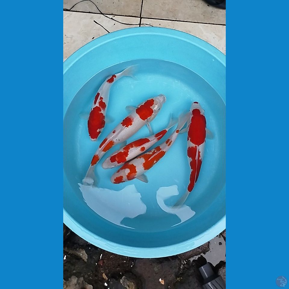 paket 5 ekor kohaku sanke 33-41cm