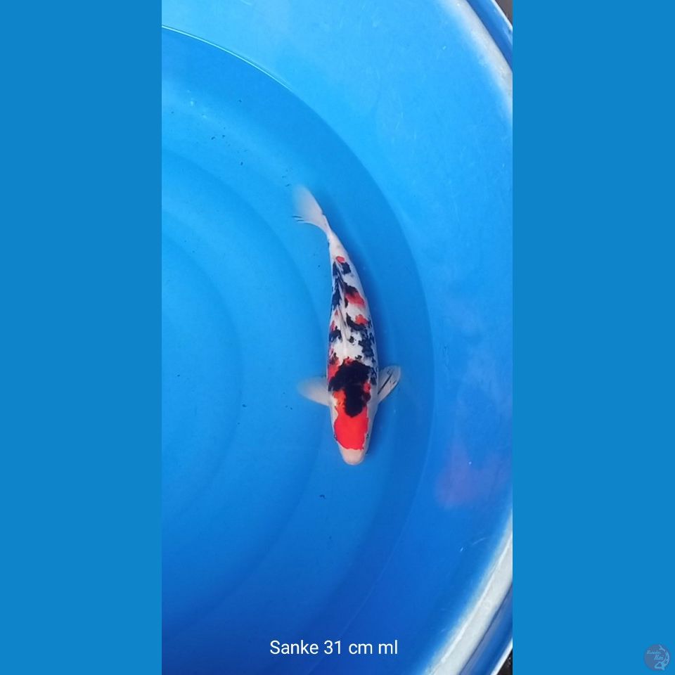 SANKE 31 CM MALE