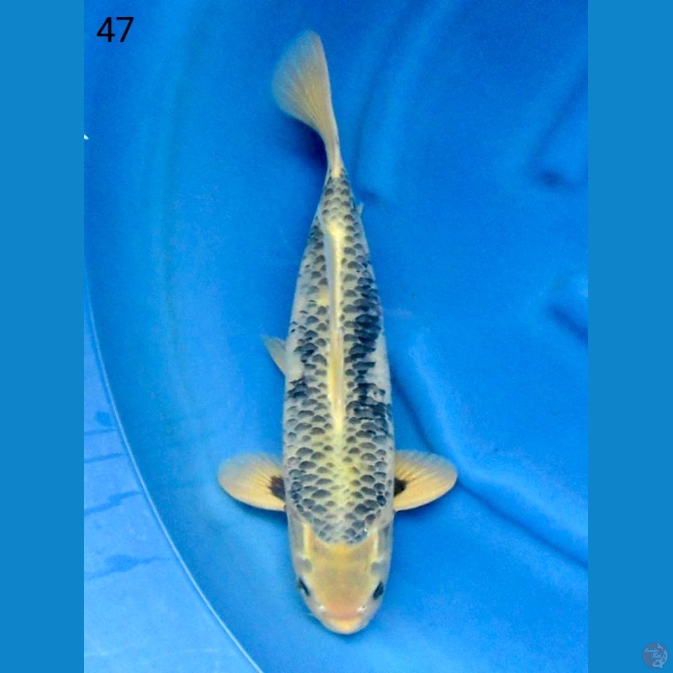 47cm male - Matsukawabake