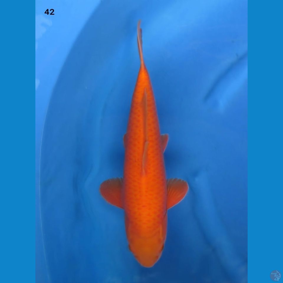 42cm male - Red Benigoi Bersih