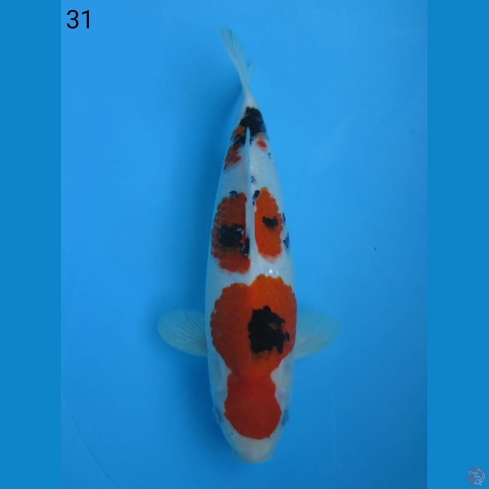 31cm - Sanke Bulky punuk