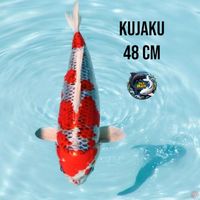 Kujaku