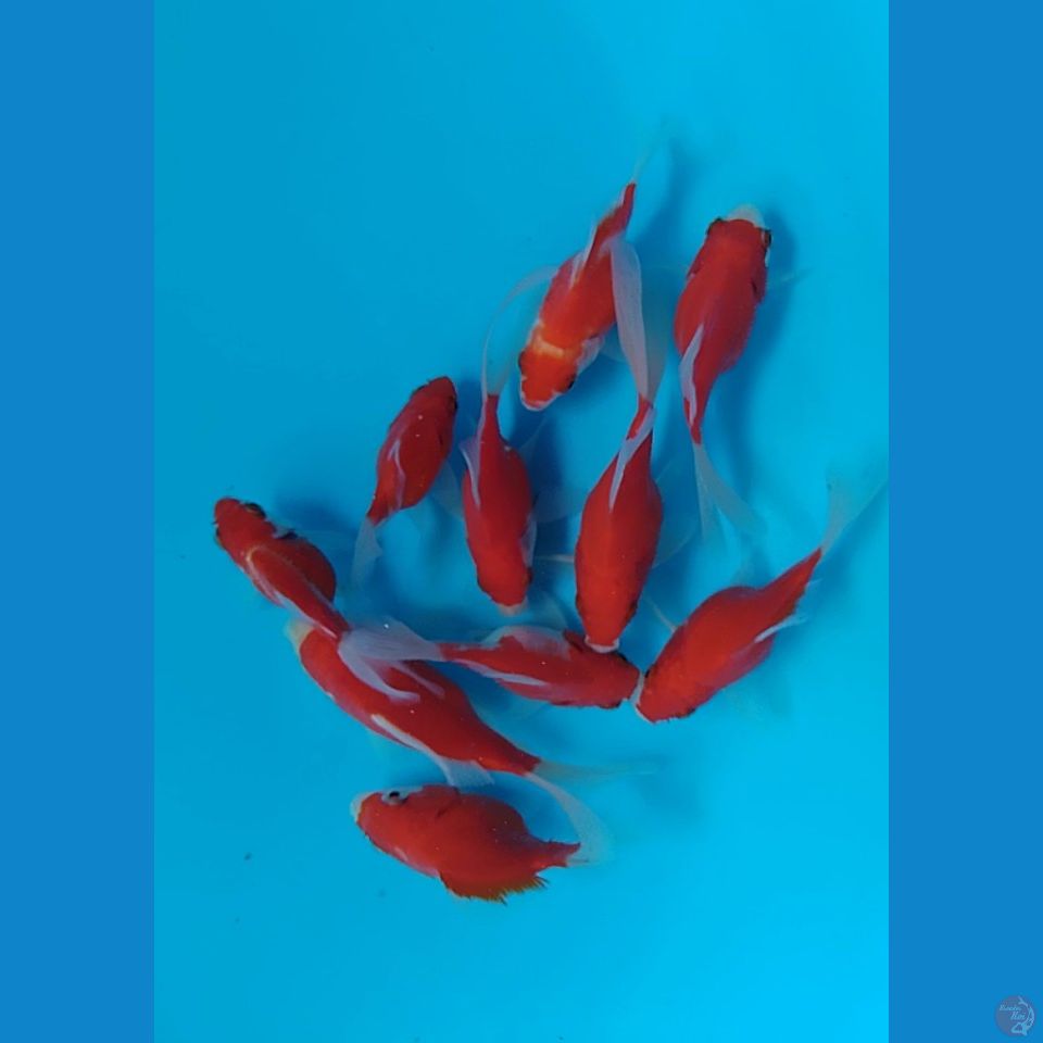 tamasaba longtail 8 10cm