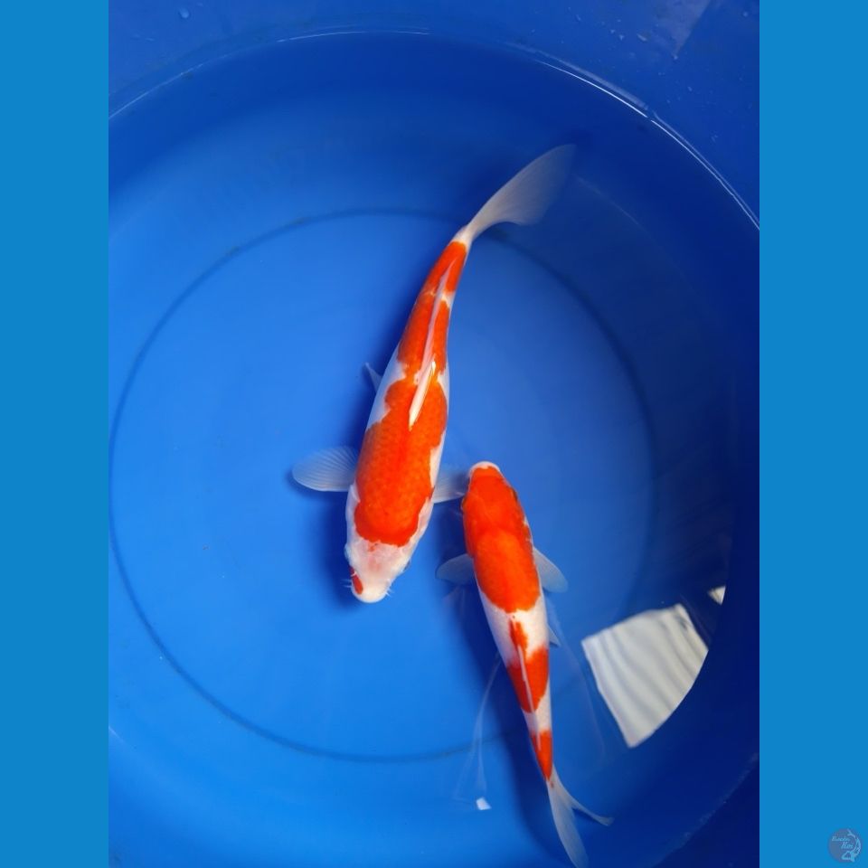 kohaku 22-28cm