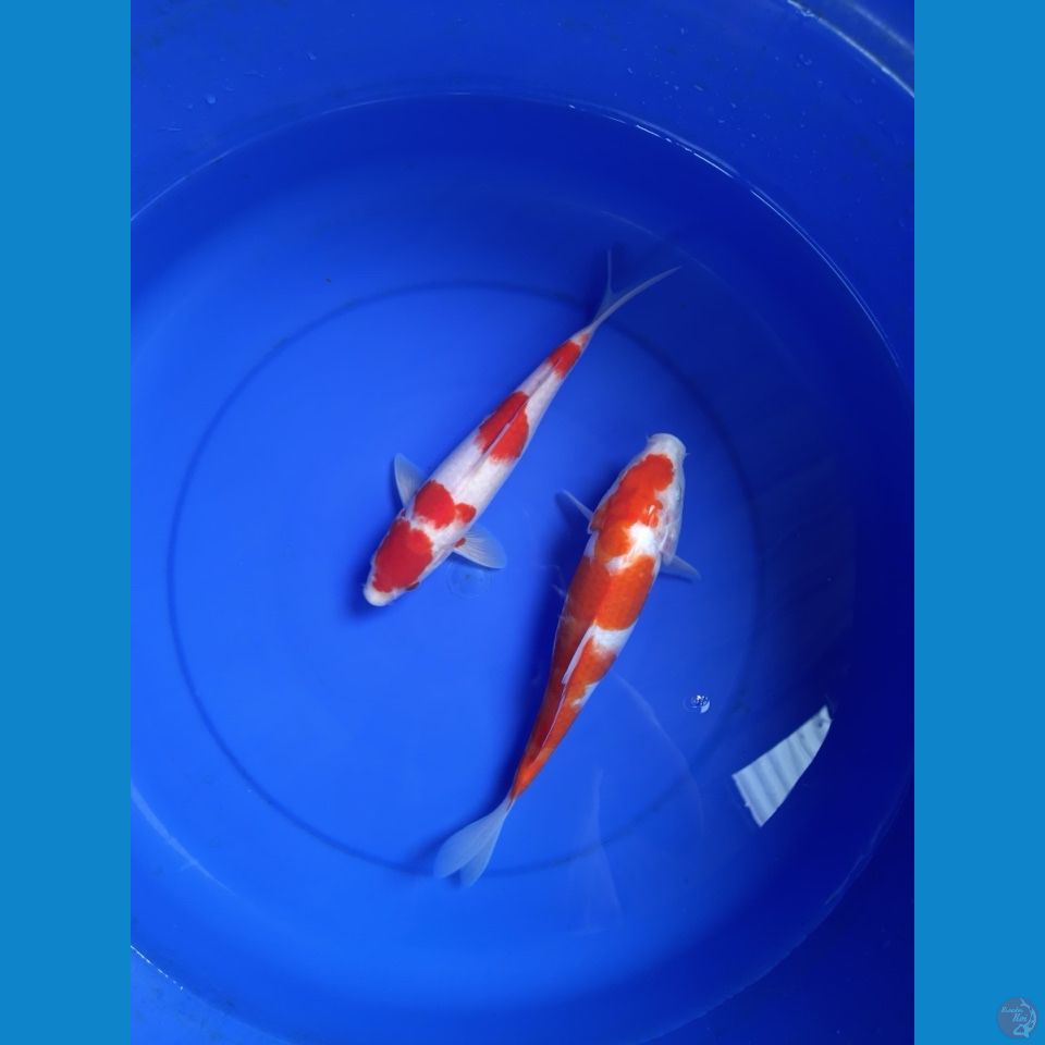 kohaku 24-27cm