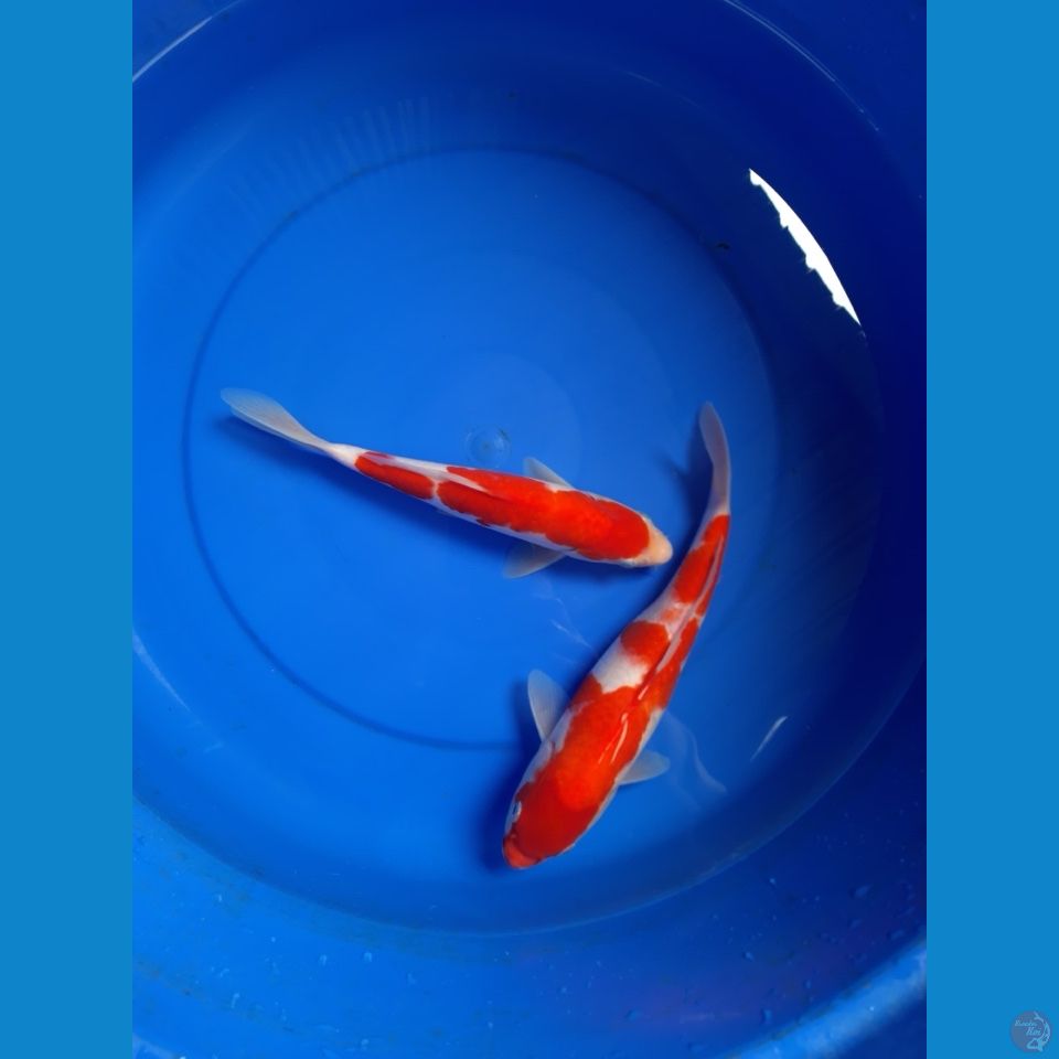 kohaku 25-27cm