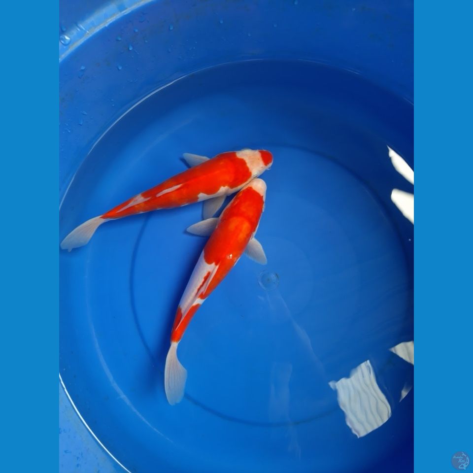 kohaku doit 26-28cm