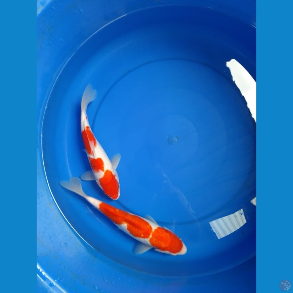 kohaku 24-27cm