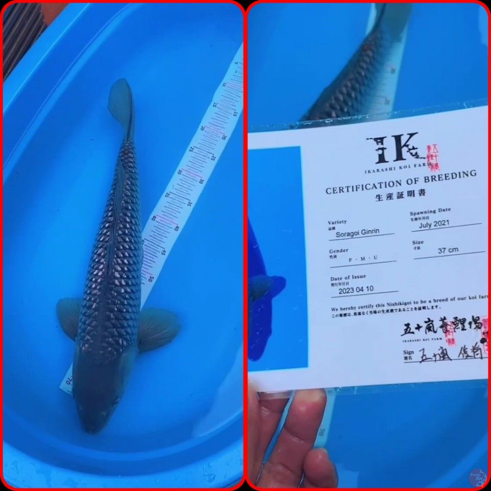 soragoi gindrin 57 cm