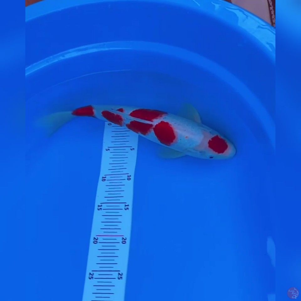 original maruten 35cm