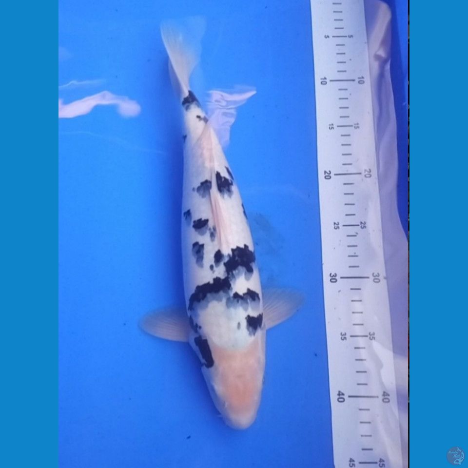 SIRO BEKO 36 CM