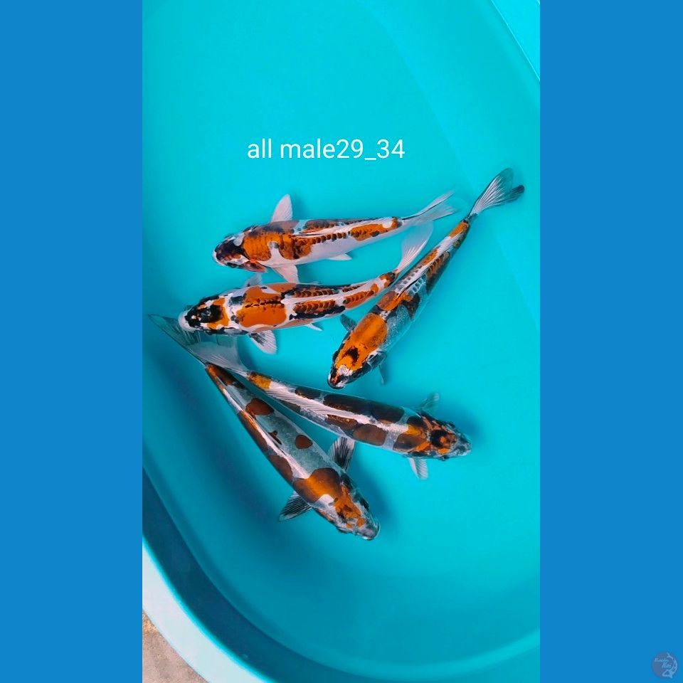 all male 29_34cm