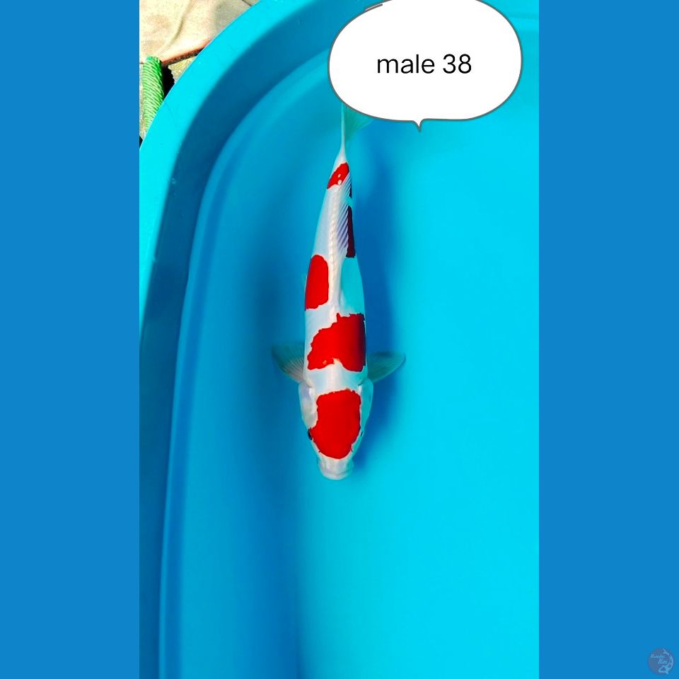 kukusui male 38cm
