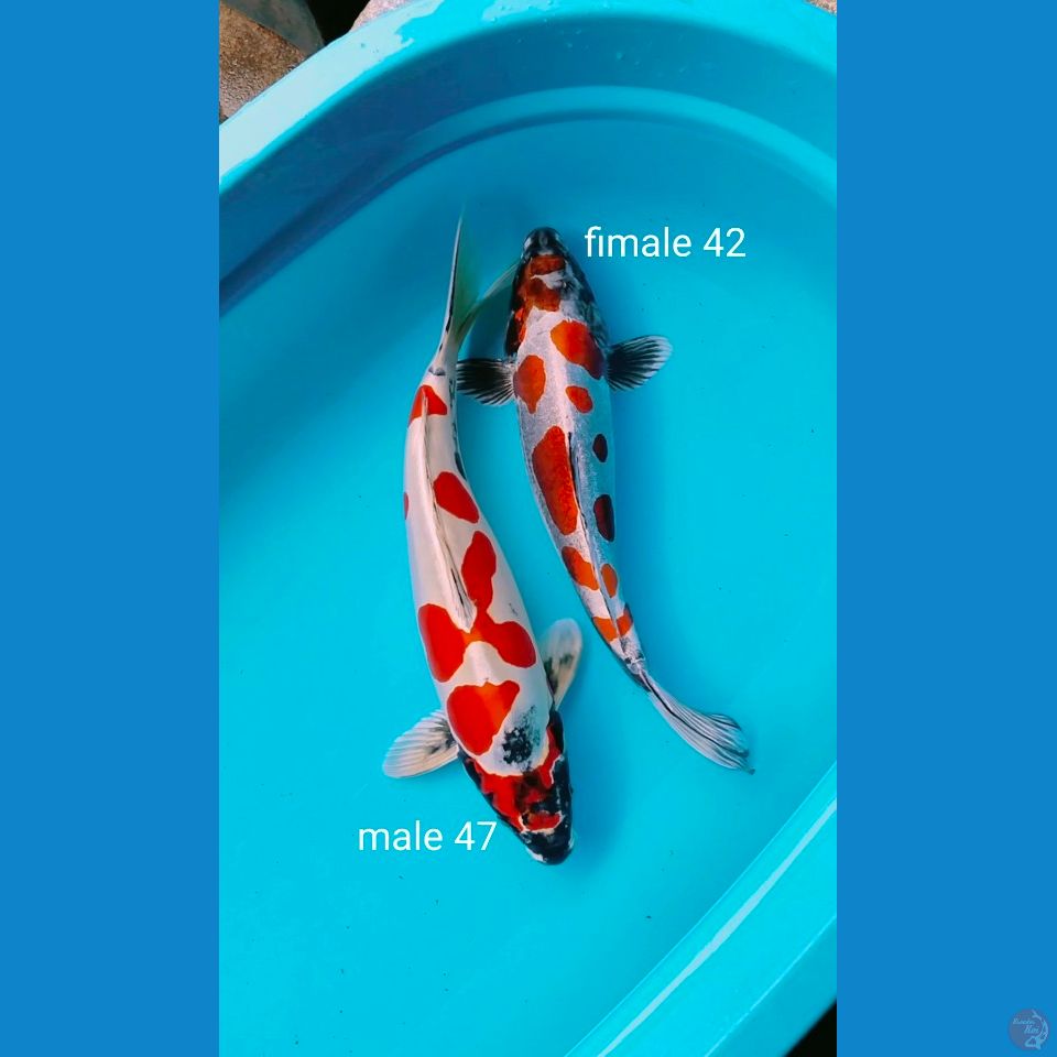 benikiko satu pasang 42_47cm