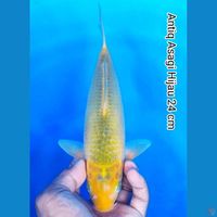 asagi hijau pupus antiq 24cm