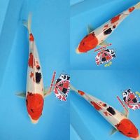 Sanke 30 cm