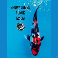 showa jumbo
