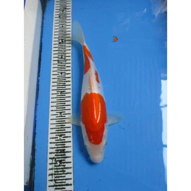 KOHAKU DOITSU 33CM