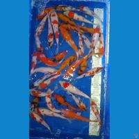 paket mix 36 ekor breder AKF