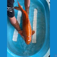 jumbo 65 cm chagoi male