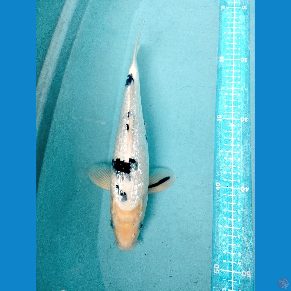 becko ginrin jantan 33 cm