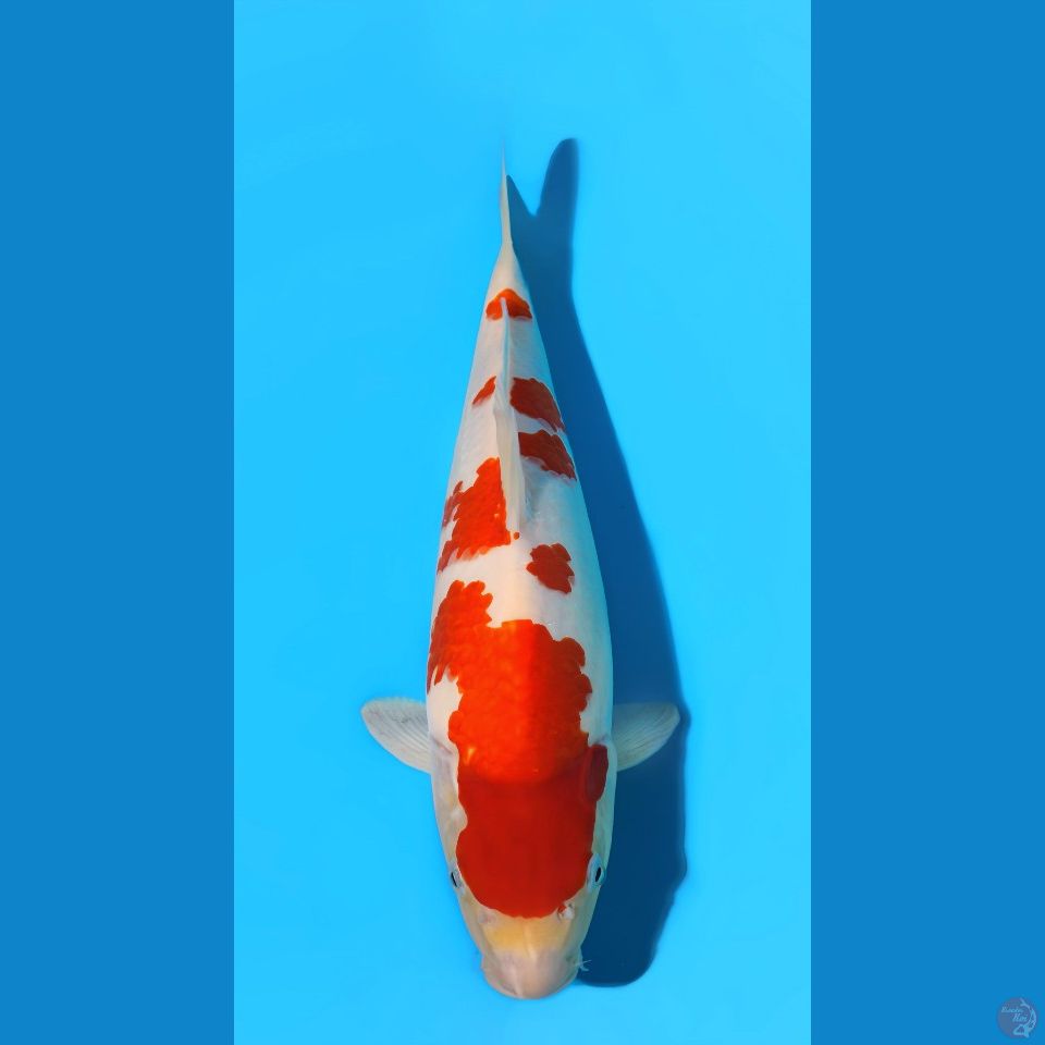 Kohaku 50cm