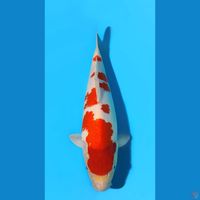 Kohaku 50cm